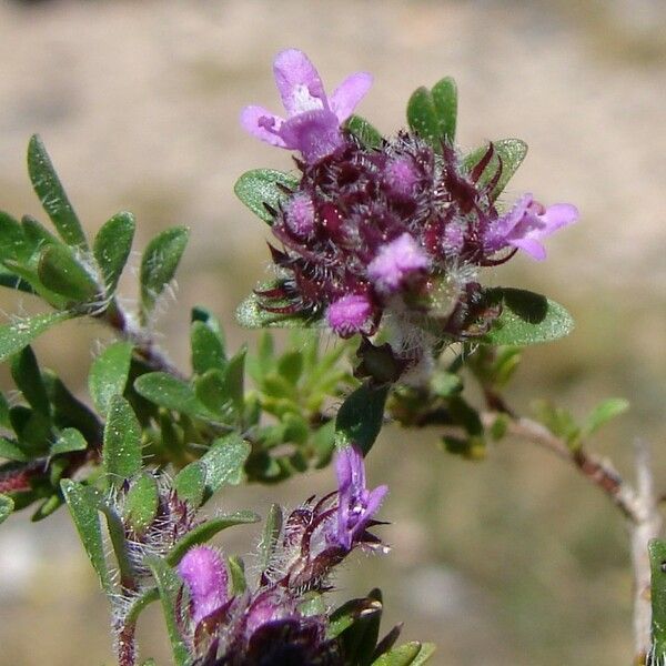 Thymus dolomiticus Beste bat