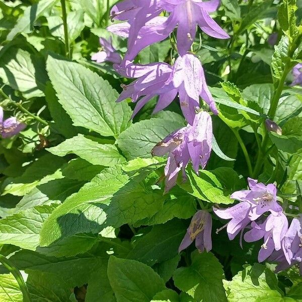 Campanula latifolia Folla