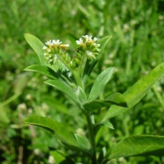 Euploca procumbens Yeri