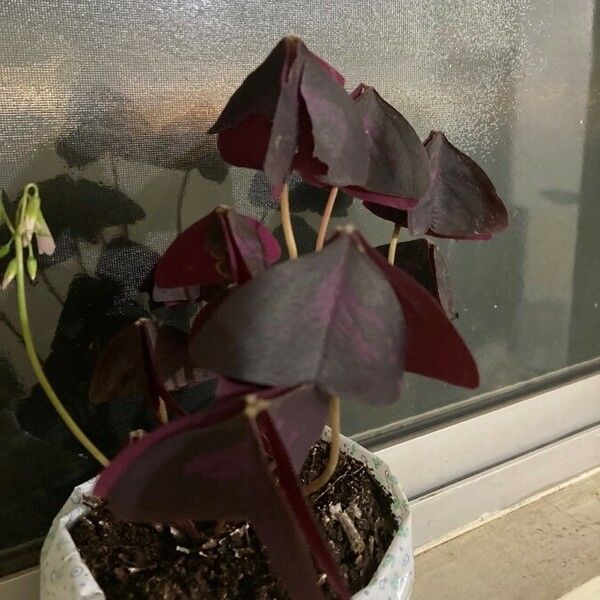 Oxalis triangularis Folla