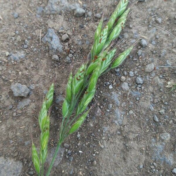 Bromus hordeaceus Cvet