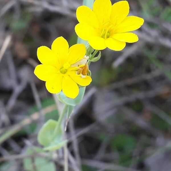 Blackstonia perfoliata Blodyn