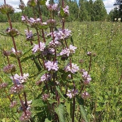 Phlomoides tuberosa Λουλούδι