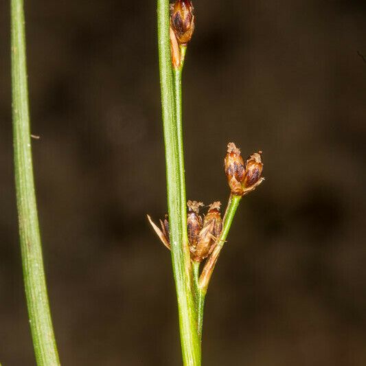 Juncus alpinoarticulatus Fruit