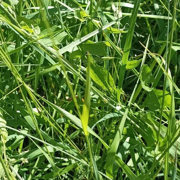 Poa trivialis Ліст