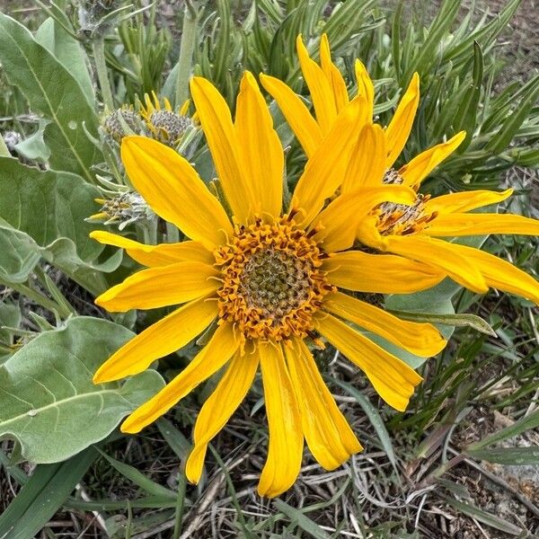 Wyethia sagittata Flower