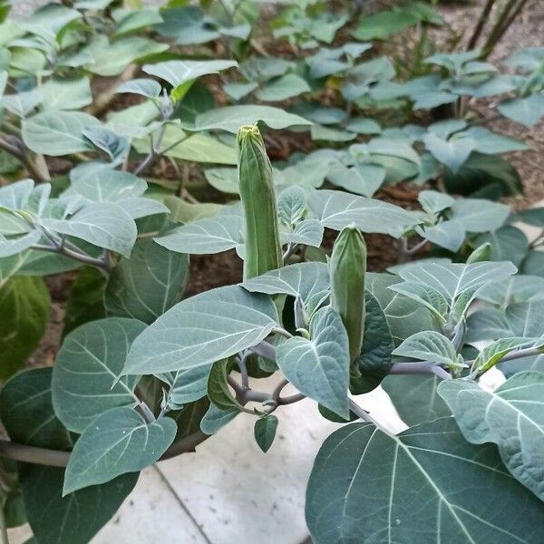 Datura innoxia Hedelmä