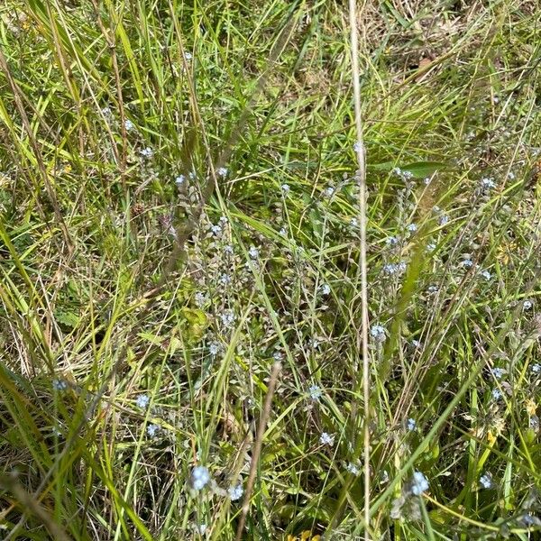 Myosotis arvensis Habitat