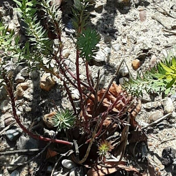 Euphorbia esula Habit