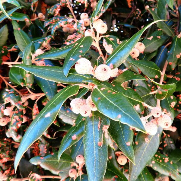 Quercus ilex Gyümölcs