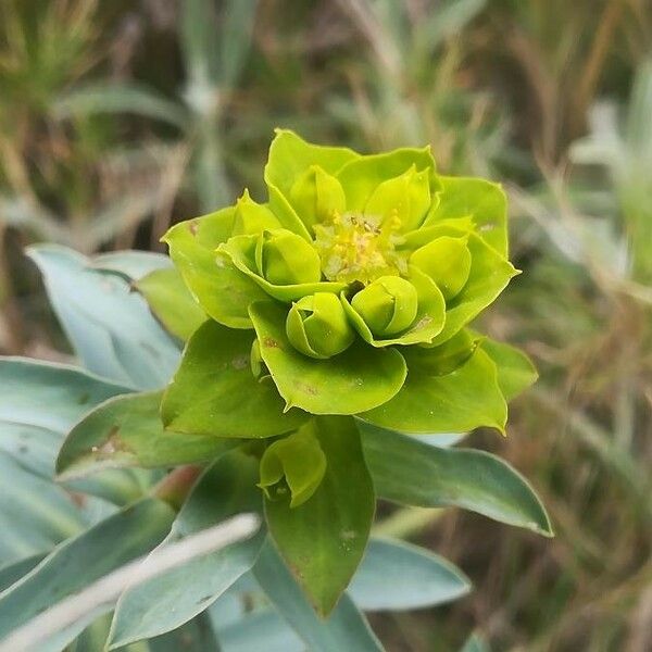 Euphorbia nicaeensis Flower