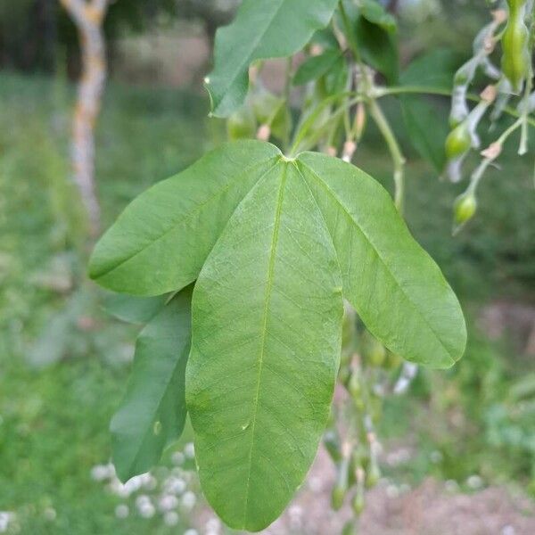 Laburnum anagyroides Leaf