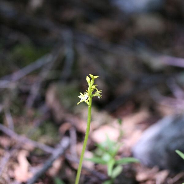 Corallorhiza trifida Yeri