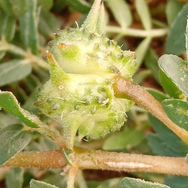 Tribulus terrestris Фрукт