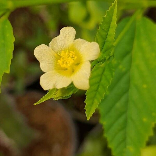 Sida acuta Flower