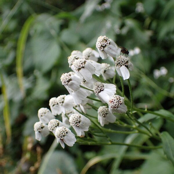 Achillea macrophylla Cvet