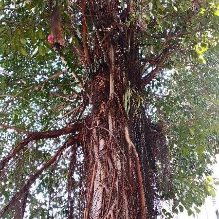 Ficus microcarpa Облик