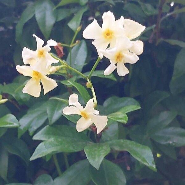 Trachelospermum asiaticum Flower