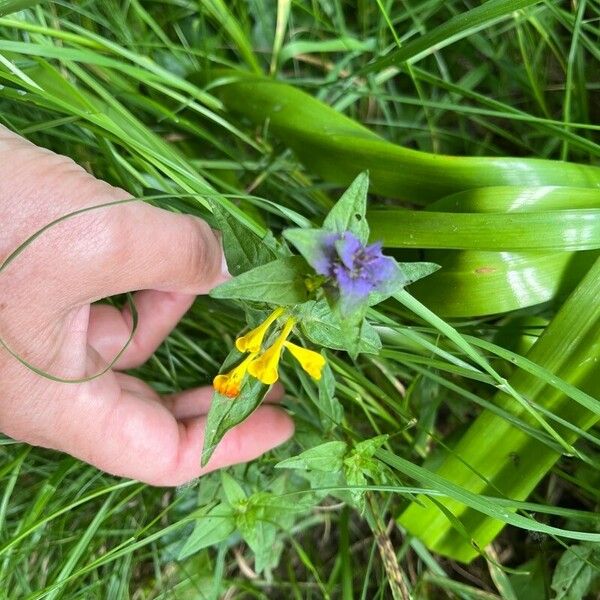 Melampyrum nemorosum Çiçek