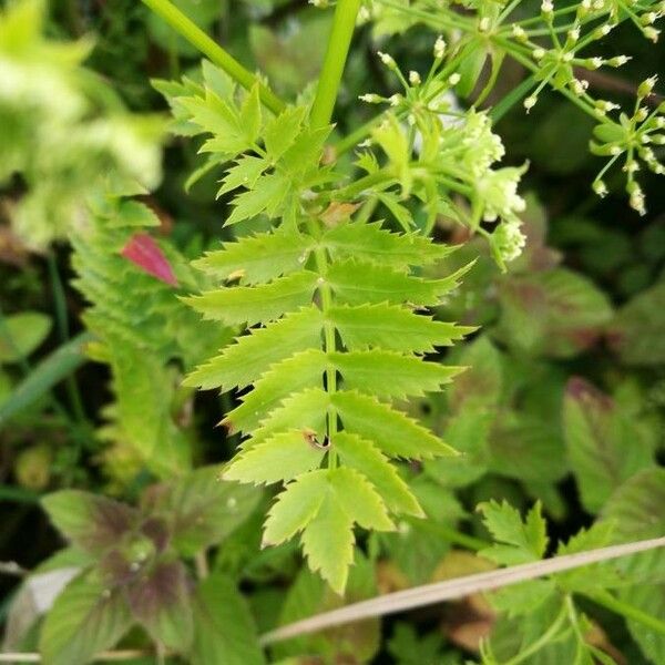 Berula erecta Ліст