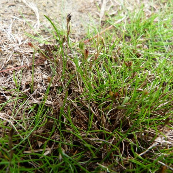 Juncus rechingeri Plante entière