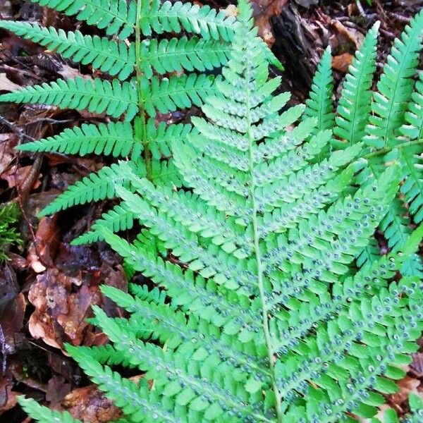 Dryopteris marginalis Листок