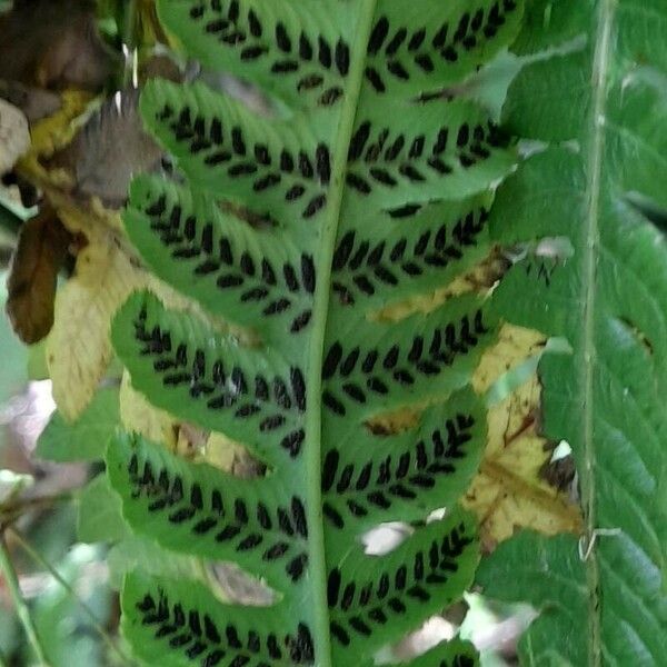 Diplazium pectinatum Fruit