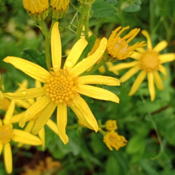 Jacobaea aquatica Flor