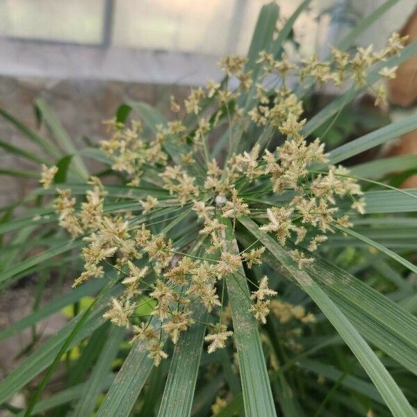 Cyperus alternifolius ফুল