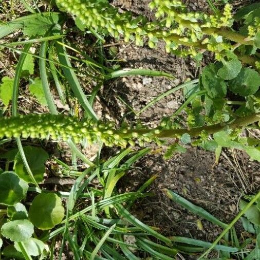 Umbilicus rupestris 花