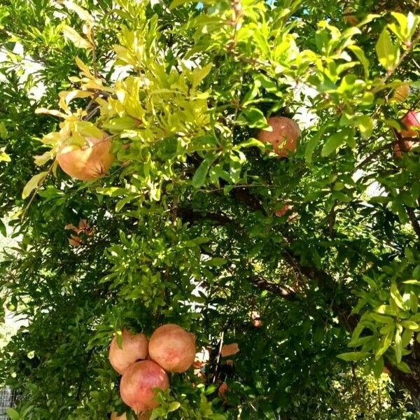 Punica granatum Fruit