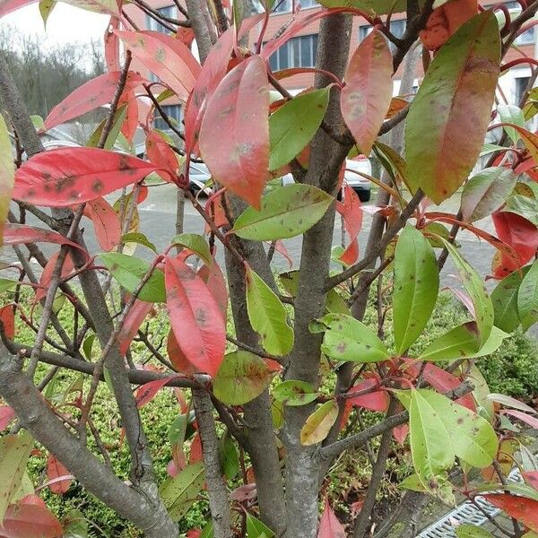 Photinia fraseri Habitat