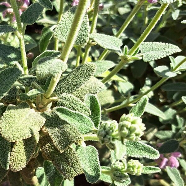 Phlomis purpurea Leht