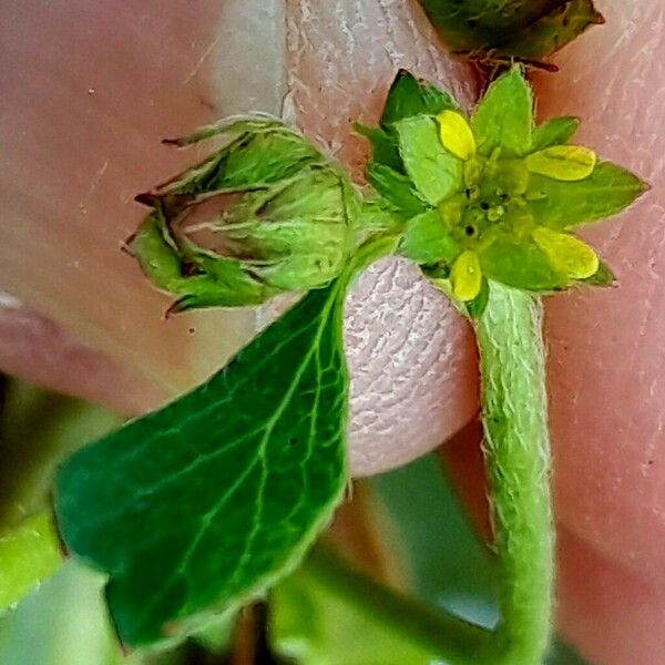 Sibbaldia procumbens Blüte