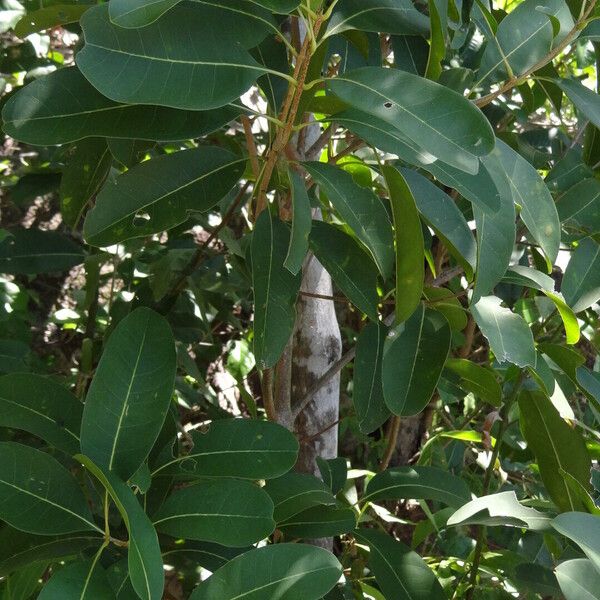 Alyxia spicata Habit