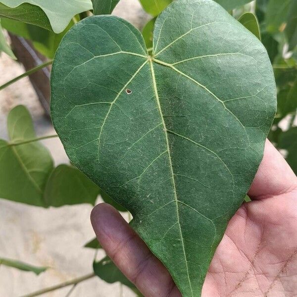 Thespesia populnea Leaf