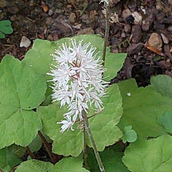 Tiarella cordifolia Flower