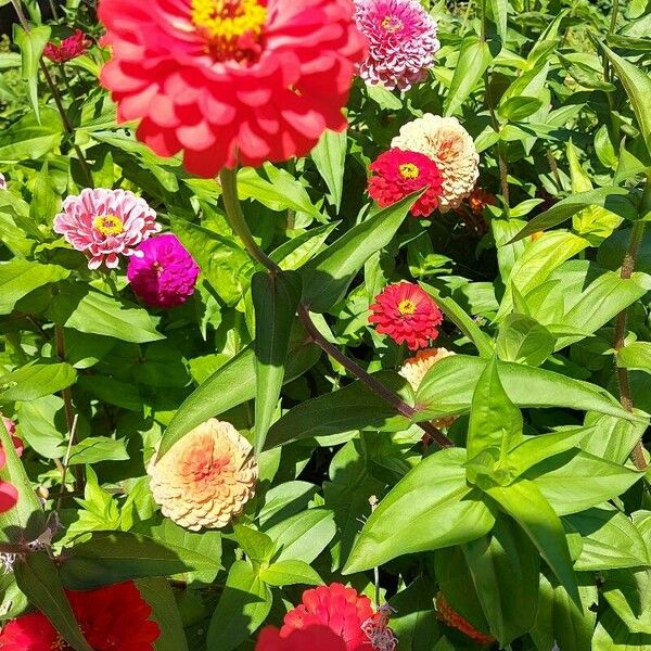 Zinnia peruviana Çiçek