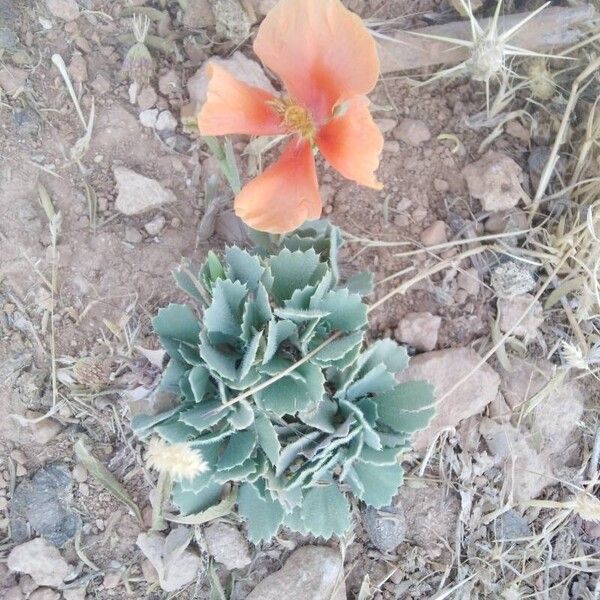 Glaucium corniculatum Blodyn