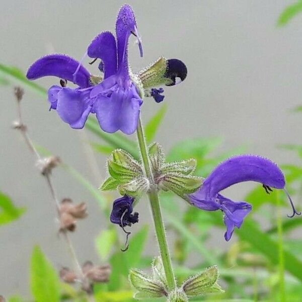 Salvia pratensis Flor