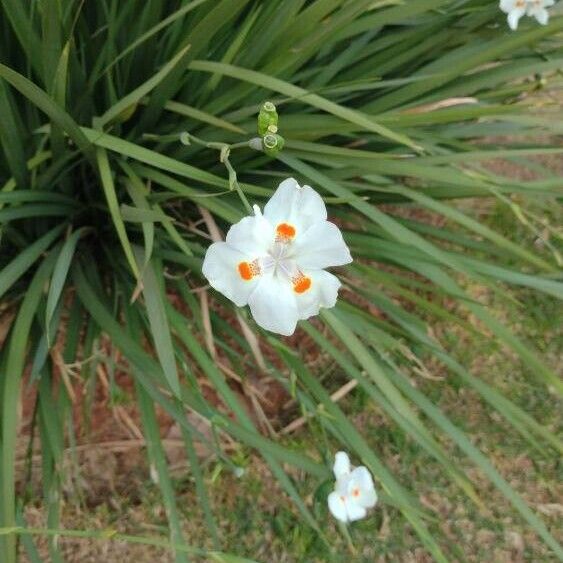 Dietes iridioides Λουλούδι