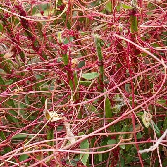 Cuscuta epithymum Kabuk