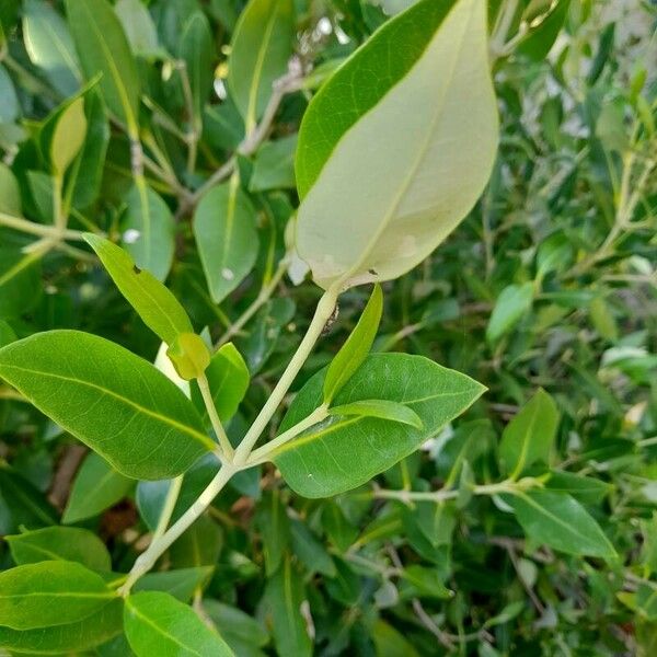 Avicennia marina 葉