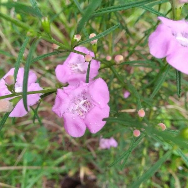 Agalinis purpurea 花