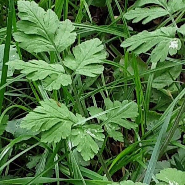 Chaerophyllum temulum Leaf