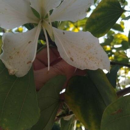 Bauhinia variegata Flor