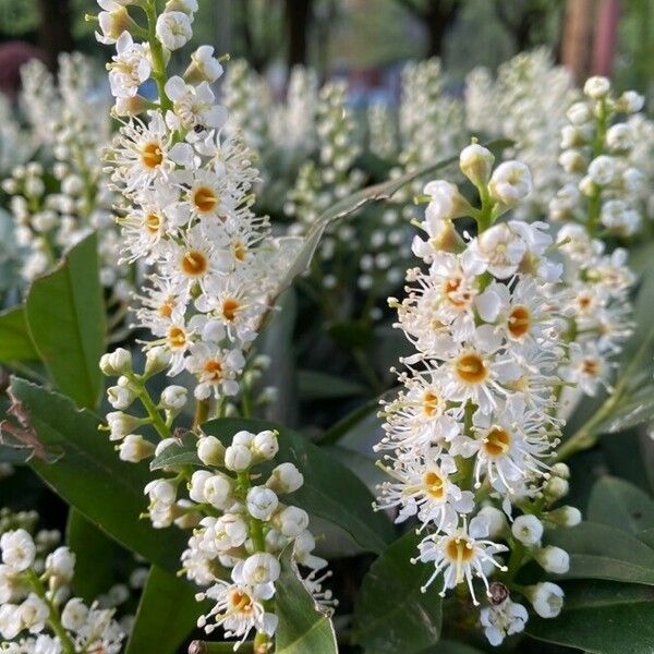 Prunus laurocerasus Blomst