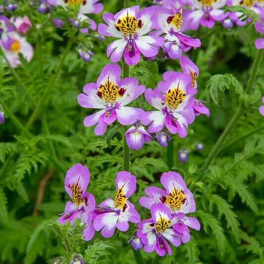 Schizanthus pinnatus Leaf