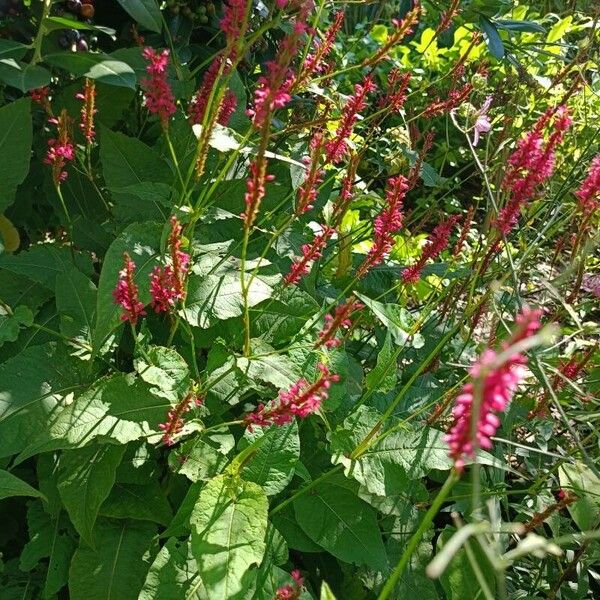 Persicaria orientalis Fleur