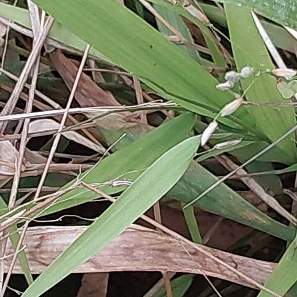 Oryza neocaledonica Leaf